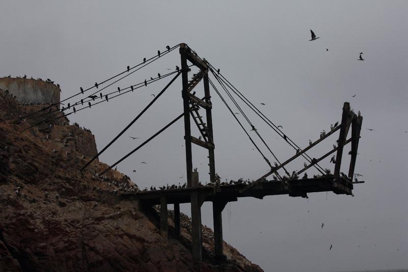 1161-Isole Ballestas,19 luglio 2013.JPG